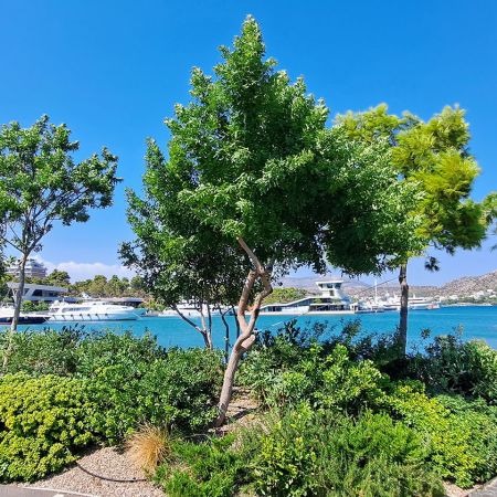 Αστήρ Μαρίνα Βουλιαγμένης